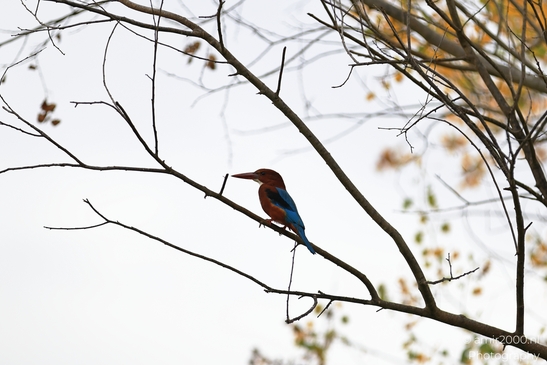 A colorful kingfisher perched on a branch amidst bare trees and autumn foliage. - image from year 2025 #009