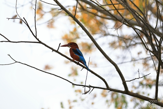 A colorful kingfisher with striking blue and red feathers is perched on a bare branch amidst - image from year 2025 #011