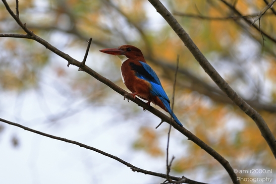 The scene stands within an outdoor setting with mixed outdoor terrain in the background. - image from year 2025 #013