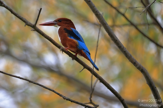 A Kingfisher bird perched on a branch in an autumnal setting. - image from year 2025 #014