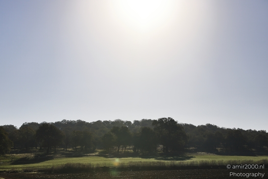 Landscape_With_Trees_And_Grass_Under_Bright_Sunlight_Galilee_Ha_Galil_Israel_nature_Photography_Canon_EOS_R5_Mark_II_2025_001.JPG
