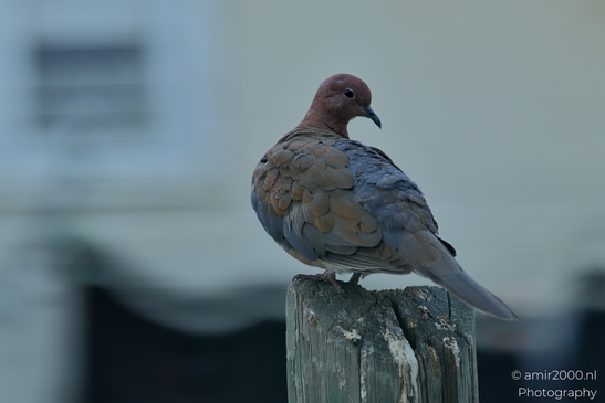 Laughing_Dove_in_the_city_Pigeon_Birds_Photography_Nature_Photography_Canon_EOS_R5_Mark_II_2025_001.JPG