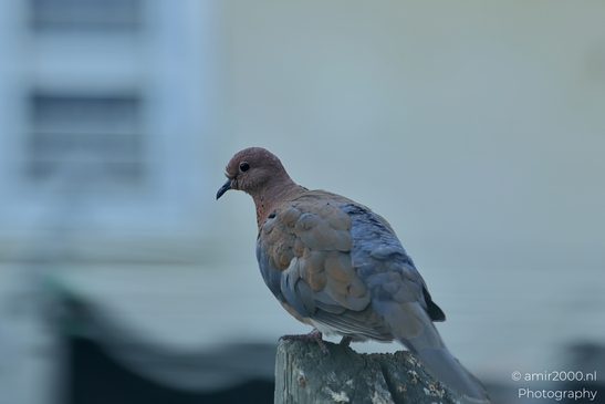 Laughing_Dove_in_the_city_Pigeon_Birds_Photography_Nature_Photography_Canon_EOS_R5_Mark_II_2025_002.JPG