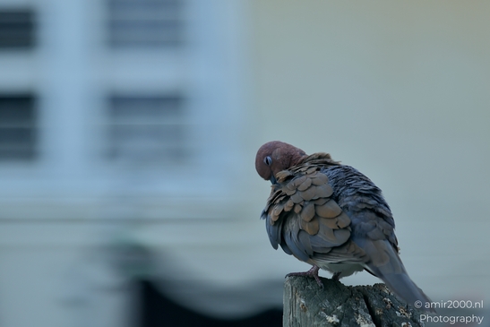 Laughing_Dove_in_the_city_Pigeon_Birds_Photography_Nature_Photography_Canon_EOS_R5_Mark_II_2025_003.JPG