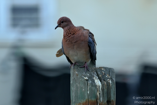 Laughing_Dove_in_the_city_Pigeon_Birds_Photography_Nature_Photography_Canon_EOS_R5_Mark_II_2025_004.JPG