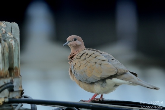 Laughing_Dove_in_the_city_Pigeon_Birds_Photography_Nature_Photography_Canon_EOS_R5_Mark_II_2025_008.JPG