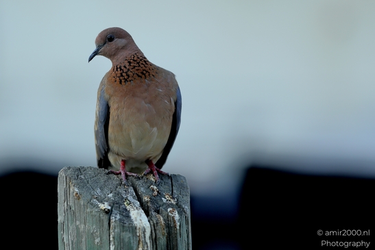 Laughing_Dove_in_the_city_Pigeon_Birds_Photography_Nature_Photography_Canon_EOS_R5_Mark_II_2025_009.JPG