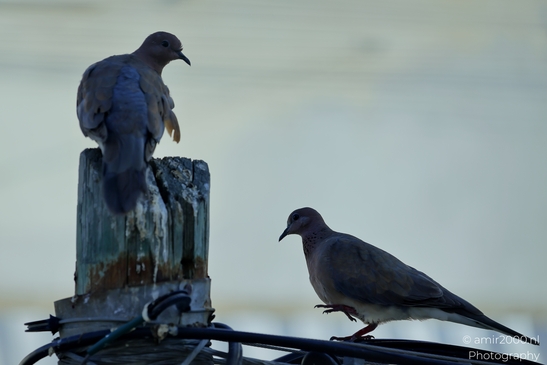 Laughing_Dove_in_the_city_Pigeon_Birds_Photography_Nature_Photography_Canon_EOS_R5_Mark_II_2025_010.JPG
