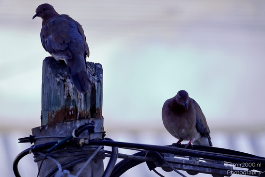 Laughing_Dove_in_the_city_Pigeon_Birds_Photography_Nature_Photography_Canon_EOS_R5_Mark_II_2025_011.JPG