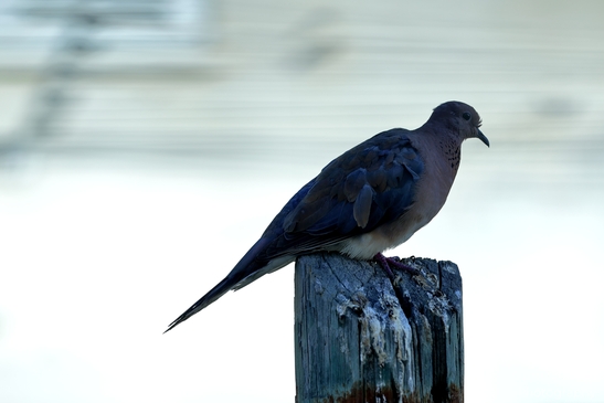 Laughing_Dove_in_the_city_Pigeon_Birds_Photography_Nature_Photography_Canon_EOS_R5_Mark_II_2025_012.JPG
