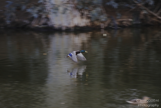 Mallard_Drake_Flying_Low_In_The_Park_Reflection_And_Blurred_Birds_Photography_nature_Photography_Canon_EOS_R5_Mark_II_2025_001.JPG