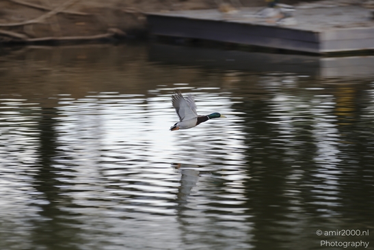 Mallard_Drake_Flying_Low_In_The_Park_Reflection_And_Blurred_Birds_Photography_nature_Photography_Canon_EOS_R5_Mark_II_2025_002.JPG