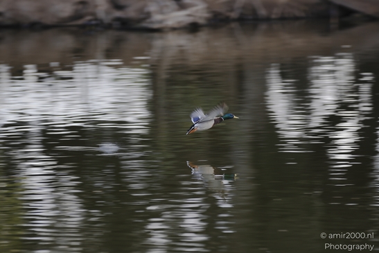 Mallard_Drake_Flying_Low_In_The_Park_Reflection_And_Blurred_Birds_Photography_nature_Photography_Canon_EOS_R5_Mark_II_2025_003.JPG