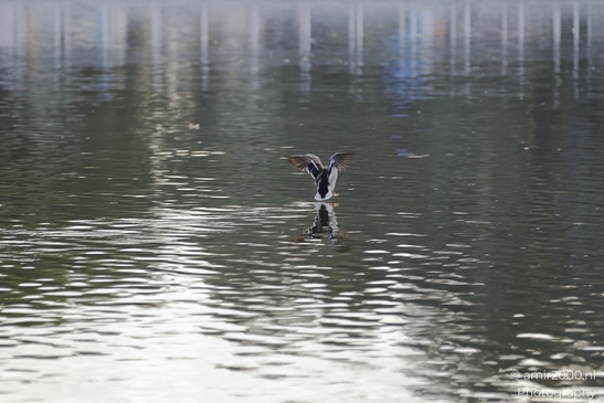 Mallard_Drake_Flying_Low_In_The_Park_Reflection_And_Blurred_Birds_Photography_nature_Photography_Canon_EOS_R5_Mark_II_2025_004.JPG