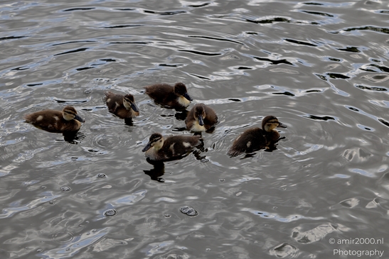 Mallard_ducks_Anas_platyrhynchos_and_her_ducklings_Birds_Photography_Nature_Photography_Canon_EOS_R5_Mark_II_2025_001.JPG
