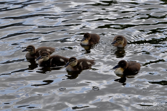 Mallard_ducks_Anas_platyrhynchos_and_her_ducklings_Birds_Photography_Nature_Photography_Canon_EOS_R5_Mark_II_2025_002.JPG