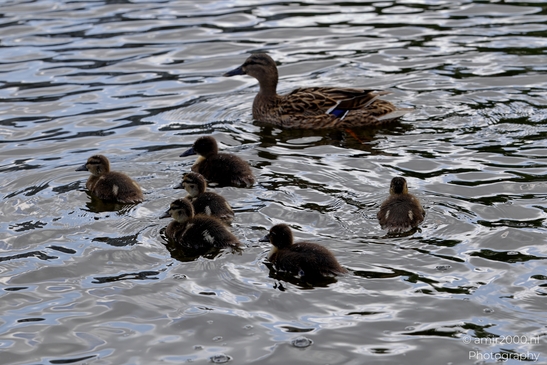 Mallard_ducks_Anas_platyrhynchos_and_her_ducklings_Birds_Photography_Nature_Photography_Canon_EOS_R5_Mark_II_2025_003.JPG