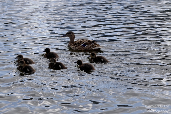 Mallard_ducks_Anas_platyrhynchos_and_her_ducklings_Birds_Photography_Nature_Photography_Canon_EOS_R5_Mark_II_2025_004.JPG