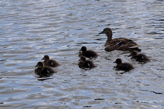 Mallard_ducks_Anas_platyrhynchos_and_her_ducklings_Birds_Photography_Nature_Photography_Canon_EOS_R5_Mark_II_2025_005.JPG