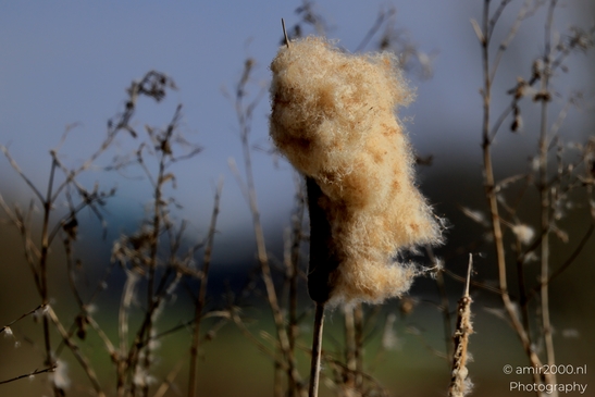 Middelpolder_spring_Amstelveen_Netherlands_Nature_Photography_Canon_EOS_R5_Mark_II_2025_002.JPG