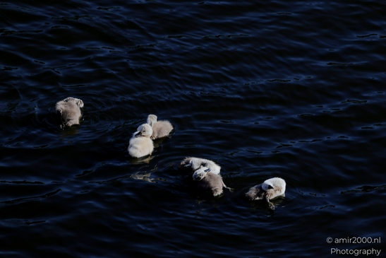 Mute_swans_Cygnus_olor_and_cygnets_Birds_Photography_Nature_Photography_Canon_EOS_R5_Mark_II_2025_003.JPG