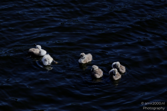 Mute_swans_Cygnus_olor_and_cygnets_Birds_Photography_Nature_Photography_Canon_EOS_R5_Mark_II_2025_004.JPG