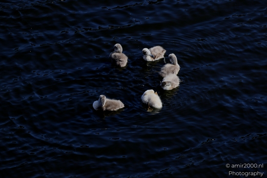 Mute_swans_Cygnus_olor_and_cygnets_Birds_Photography_Nature_Photography_Canon_EOS_R5_Mark_II_2025_005.JPG