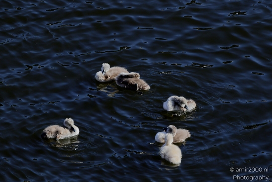 Mute_swans_Cygnus_olor_and_cygnets_Birds_Photography_Nature_Photography_Canon_EOS_R5_Mark_II_2025_006.JPG
