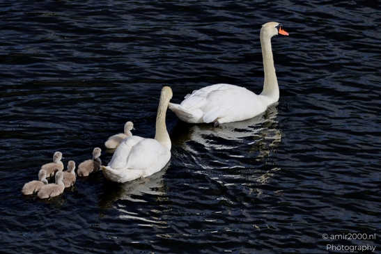 Mute_swans_Cygnus_olor_and_cygnets_Birds_Photography_Nature_Photography_Canon_EOS_R5_Mark_II_2025_007.JPG