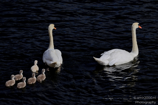 Mute_swans_Cygnus_olor_and_cygnets_Birds_Photography_Nature_Photography_Canon_EOS_R5_Mark_II_2025_008.JPG