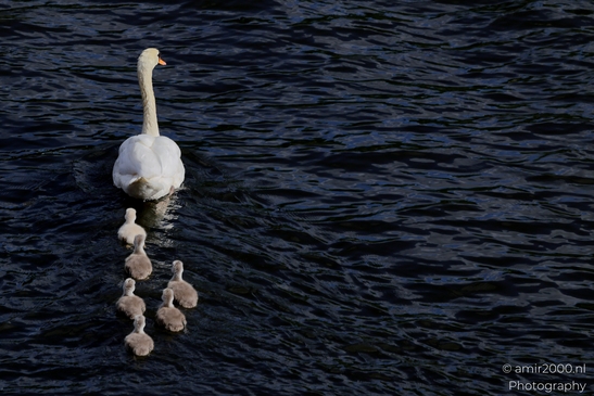 Mute_swans_Cygnus_olor_and_cygnets_Birds_Photography_Nature_Photography_Canon_EOS_R5_Mark_II_2025_009.JPG