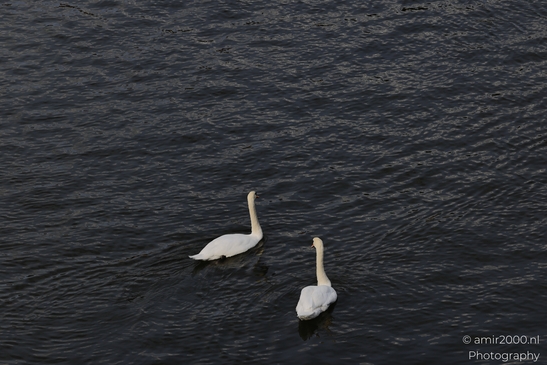 Swans gracefully gliding on a calm canal at dusk, their silhouettes mirrored in the water's - image from year 2025 #001