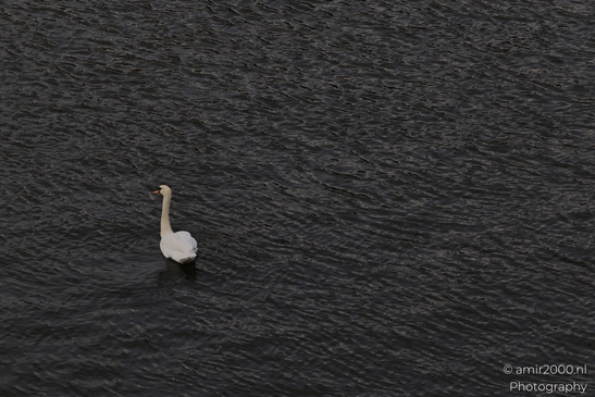 A serene moment of two mute swans gliding gracefully over a dark, rippled water surface with - image from year 2025 #002
