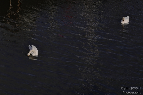 Swans gracefully glide across a serene canal, their silhouettes mirrored in the water's gentle - image from year 2025 #003