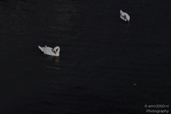 Swans gracefully glide across a serene canal at dusk, their silhouettes mirrored in the water's - image from year 2025 #004
