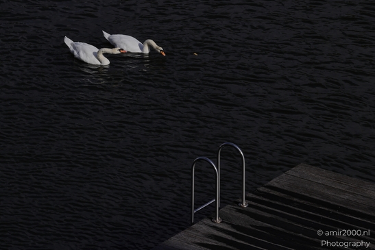 Swans gracefully glide on calm canal at dusk, their silhouettes mirrored in dark water in Birds - image from year 2025 #005