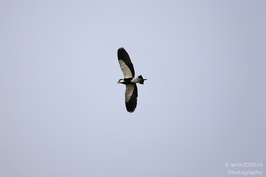 Northern_Lapwing_Flying_In_Ariel_Sharon_Park_Birds_Photography_nature_Photography_Canon_EOS_R5_Mark_II_2025_002.JPG
