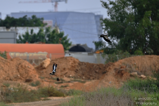 Northern_Lapwing_Flying_In_Ariel_Sharon_Park_Birds_Photography_nature_Photography_Canon_EOS_R5_Mark_II_2025_003.JPG
