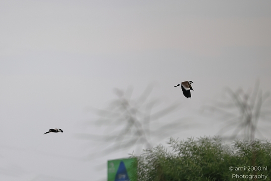 Northern_Lapwing_Flying_In_Ariel_Sharon_Park_Birds_Photography_nature_Photography_Canon_EOS_R5_Mark_II_2025_004.JPG