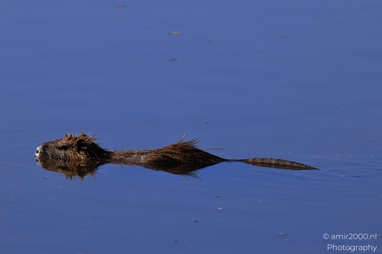 Nutria_Swimming_In_Hula_Nature_Reserve_Animal_Photography_nature_Photography_Canon_EOS_R5_Mark_II_2025_001.JPG