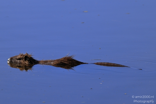 Nutria_Swimming_In_Hula_Nature_Reserve_Animal_Photography_nature_Photography_Canon_EOS_R5_Mark_II_2025_002.JPG