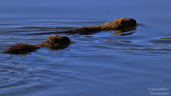 Nutria_Swimming_In_Hula_Nature_Reserve_Animal_Photography_nature_Photography_Canon_EOS_R5_Mark_II_2025_003.JPG