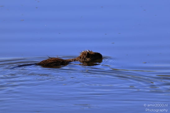 Nutria_Swimming_In_Hula_Nature_Reserve_Animal_Photography_nature_Photography_Canon_EOS_R5_Mark_II_2025_004.JPG