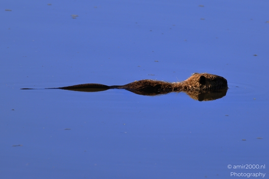 Nutria_Swimming_In_Hula_Nature_Reserve_Animal_Photography_nature_Photography_Canon_EOS_R5_Mark_II_2025_005.JPG