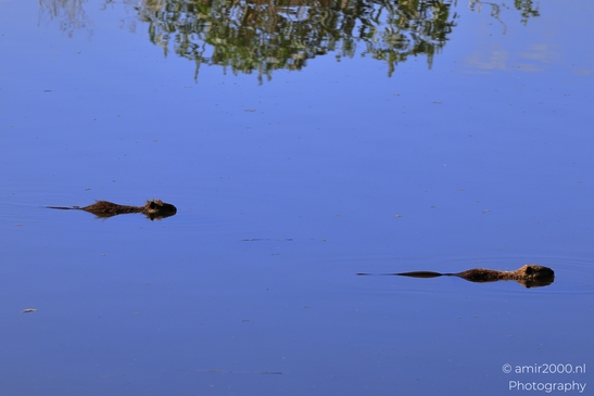 Nutria_Swimming_In_Hula_Nature_Reserve_Animal_Photography_nature_Photography_Canon_EOS_R5_Mark_II_2025_007.JPG