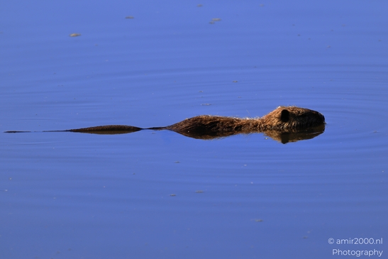 Nutria_Swimming_In_Hula_Nature_Reserve_Animal_Photography_nature_Photography_Canon_EOS_R5_Mark_II_2025_008.JPG