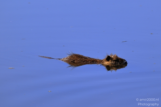 Nutria_Swimming_In_Hula_Nature_Reserve_Animal_Photography_nature_Photography_Canon_EOS_R5_Mark_II_2025_009.JPG