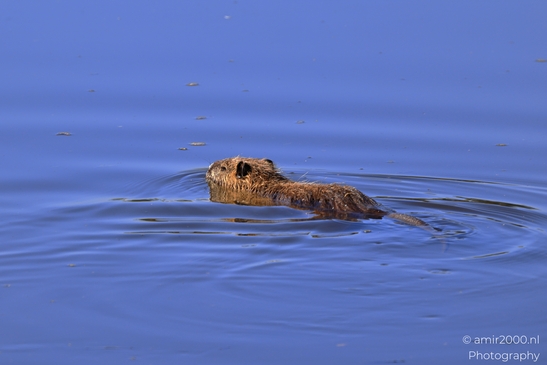 Nutria_Swimming_In_Hula_Nature_Reserve_Animal_Photography_nature_Photography_Canon_EOS_R5_Mark_II_2025_010.JPG