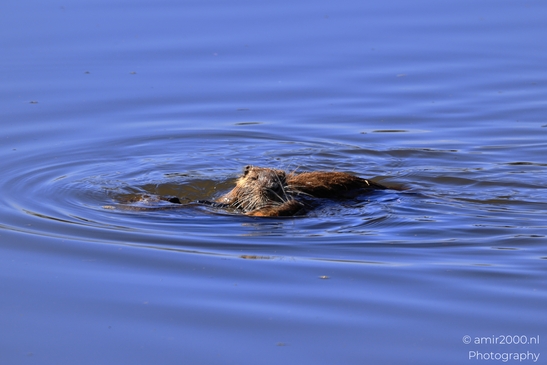 Nutria_Swimming_In_Hula_Nature_Reserve_Animal_Photography_nature_Photography_Canon_EOS_R5_Mark_II_2025_011.JPG
