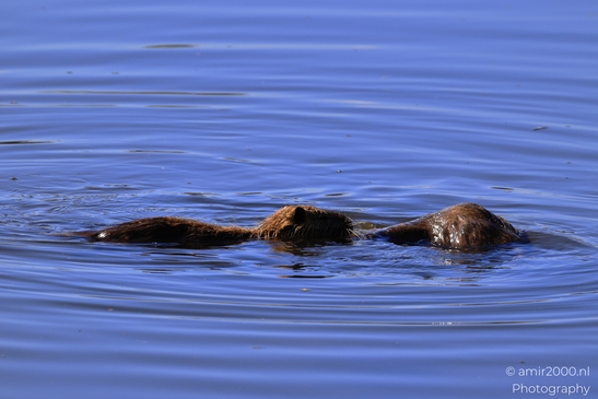 Nutria_Swimming_In_Hula_Nature_Reserve_Animal_Photography_nature_Photography_Canon_EOS_R5_Mark_II_2025_012.JPG